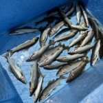 あゆ解禁日釣果①